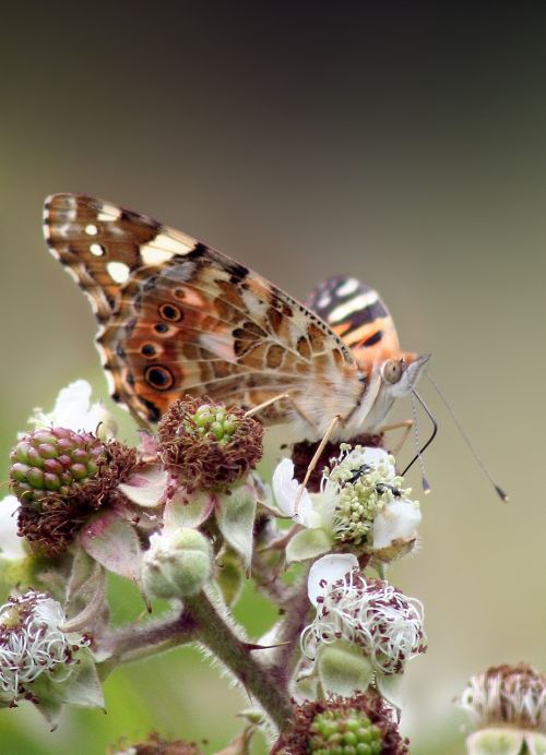 butterfly macro wild raspberry