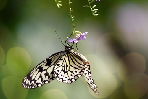 butterfly tropical flower