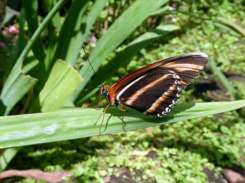 butterfly insect moth