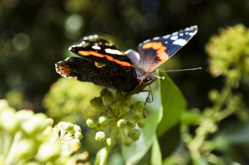 butterfly plant insect