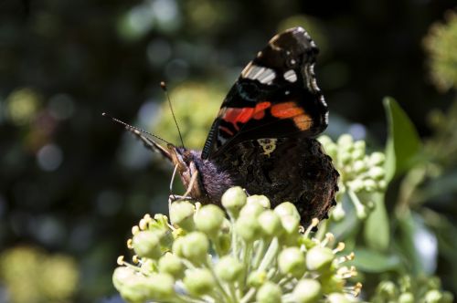 butterfly nature insect