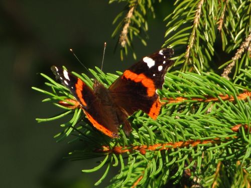 butterfly nature flying insects