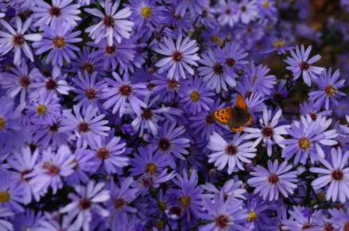 butterfly flowers chrysanthemum