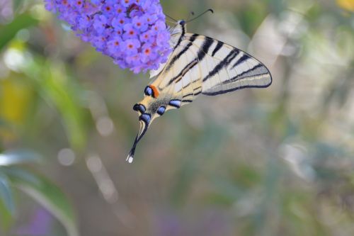 butterfly tigerprint bug