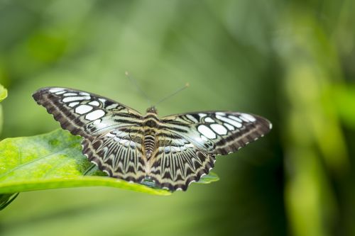 butterfly green wings