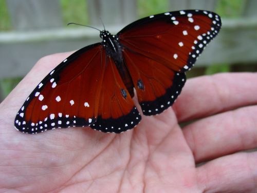 butterfly hand garden