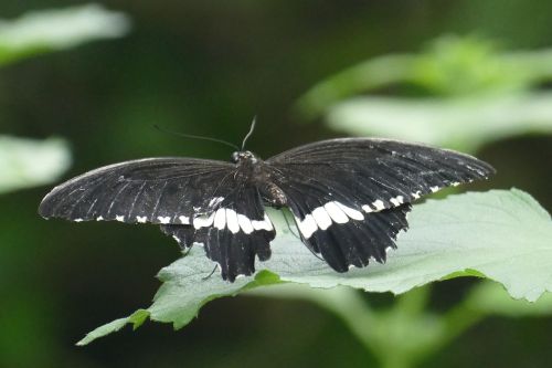 butterfly black insect