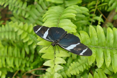 butterfly black and white insect