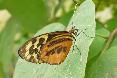 butterfly brown-yellow insect