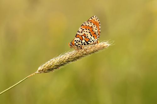 butterfly meadow nature