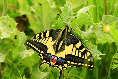 butterfly insect nature