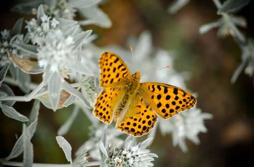 butterfly macro summer