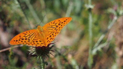 butterfly nature macro