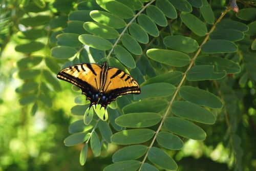 butterfly monarch butterflies