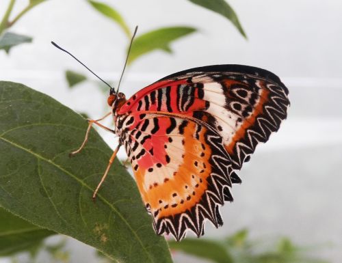 butterfly insect colorful