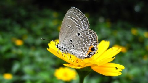 butterfly flower wallpaper