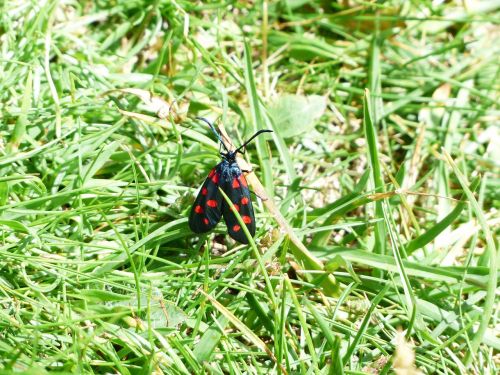 butterfly red black