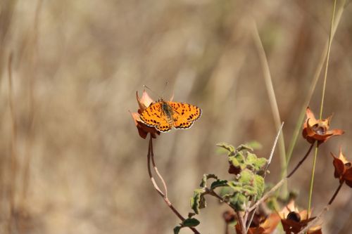 butterfly green insect