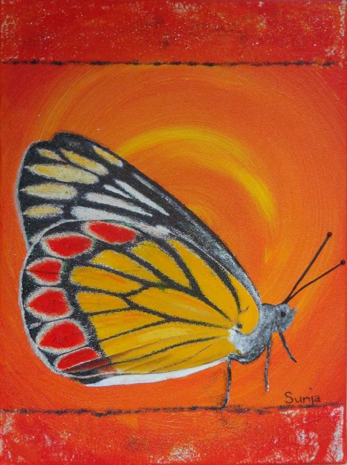 butterfly orange gonepteryx rhamni