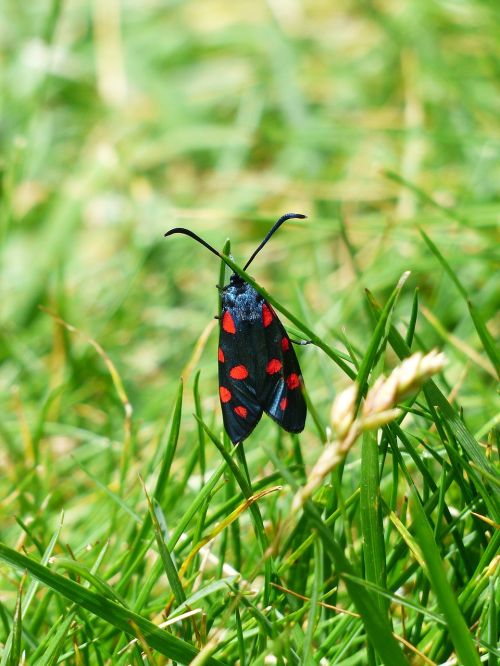 butterfly red black