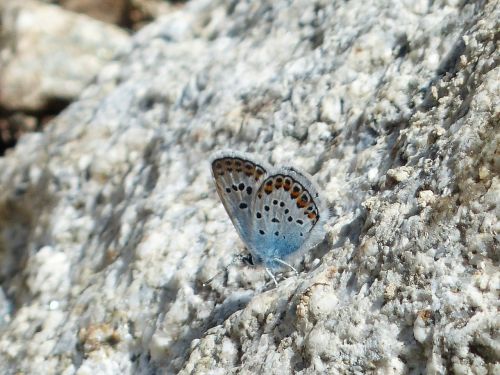 butterfly restharrow's blue polyommatus icarus