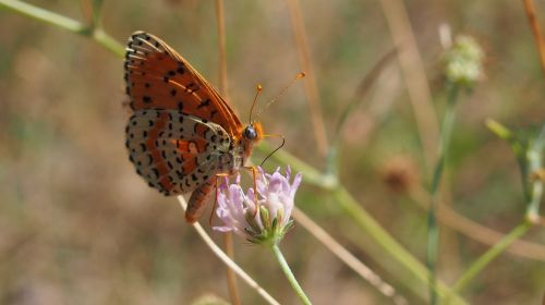 butterfly macro nature