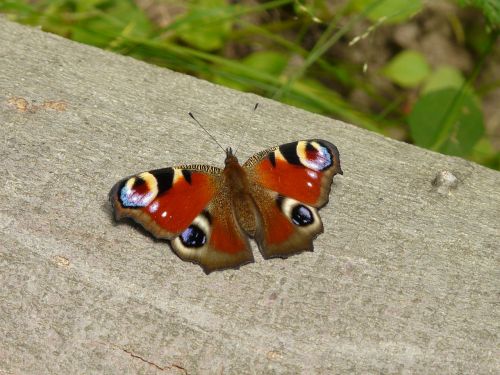 butterfly eye brown
