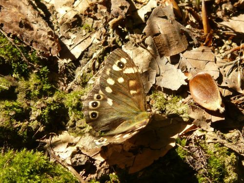 butterfly brown insect