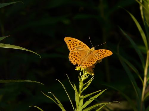 butterfly orange insect