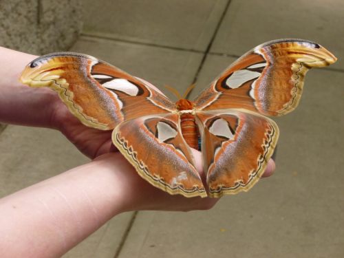 butterfly enormous huge
