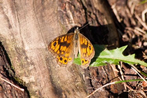 wall fox lasiommata megera butterfly