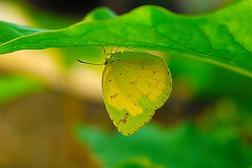 wildanimal butterfly green