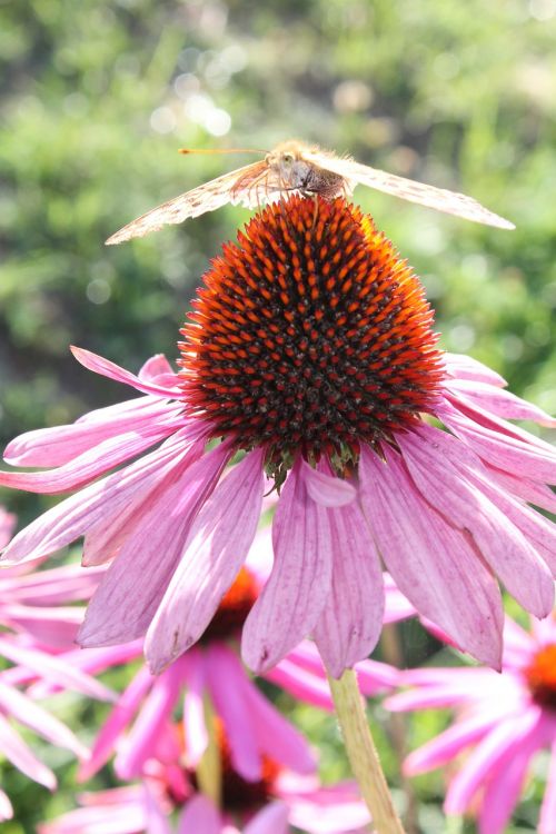 butterfly flower summer