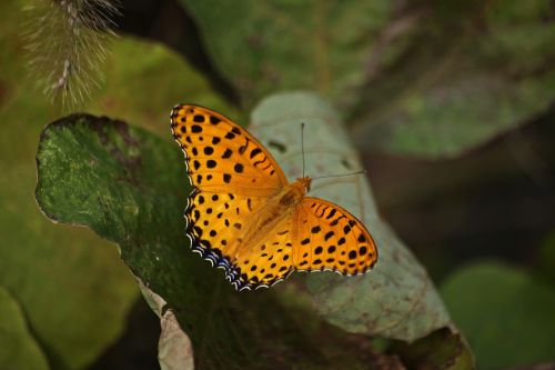 butterfly death autumn