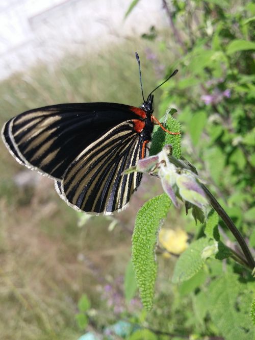 butterfly beautiful nice