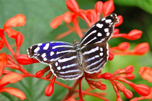 butterfly insects butterflies