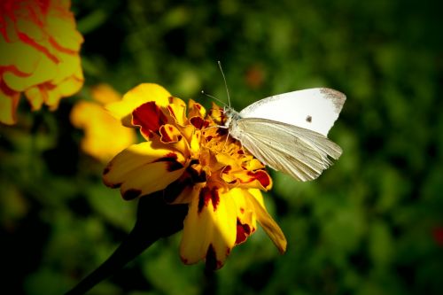 butterfly cabbage white wings