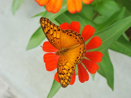 butterfly flowers butterfly flower