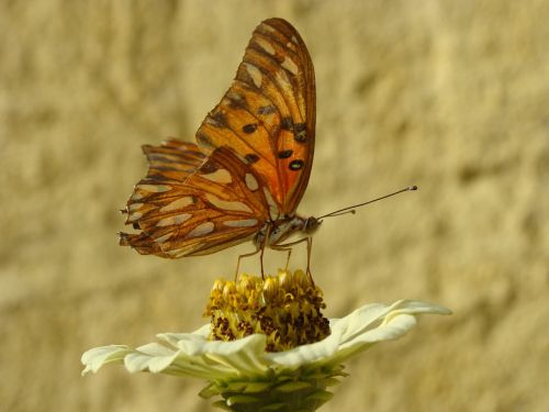 butterfly garden flowers