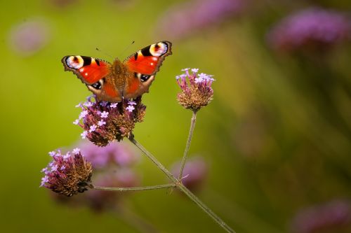 butterfly nectar