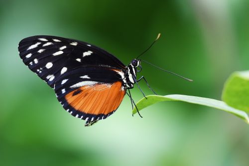 butterfly insect garden