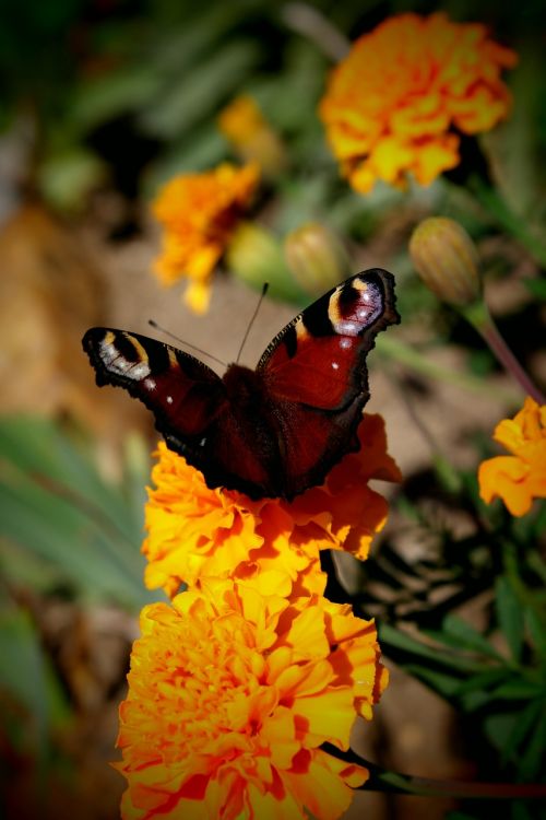 butterfly wings color