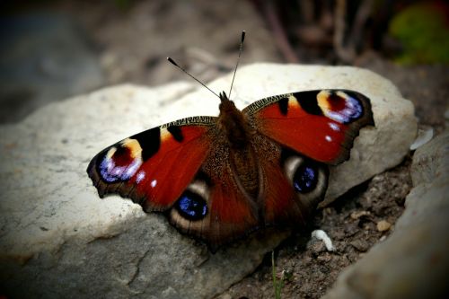 butterfly wings macro