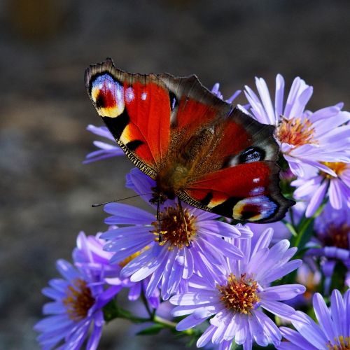 butterfly flower nature