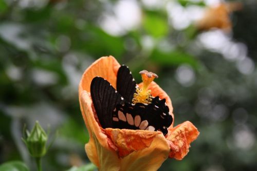butterfly flower blossom