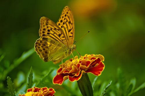 butterfly nature flower