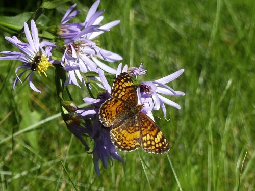 butterfly beautiful insect