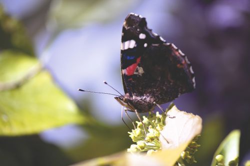 butterfly close-up insect