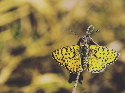 butterfly insect macro