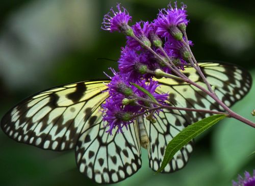 butterfly bug flower